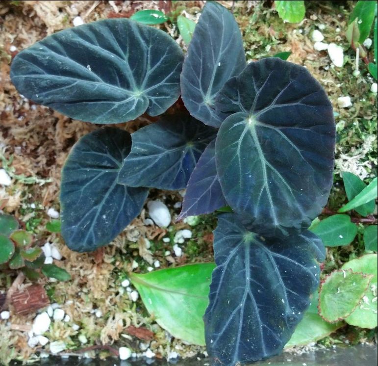 B. burkillii var. ferruginea
